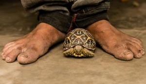 West Bengal: 1 arrested in possession of 19 tortoises