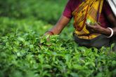 Chai pe charcha: a Barcelona author desperate to save Darjeeling tea 