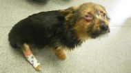 UK teens abduct puppy, feed it drugs, break its neck and set it on fire 