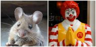 Mouse hunt: McDonald's Mexico vows to catch person who planted mouse head in a burger 