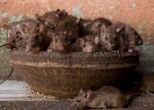 Jamshedpur shocker! Rats nibble dead body in MGM hospital 