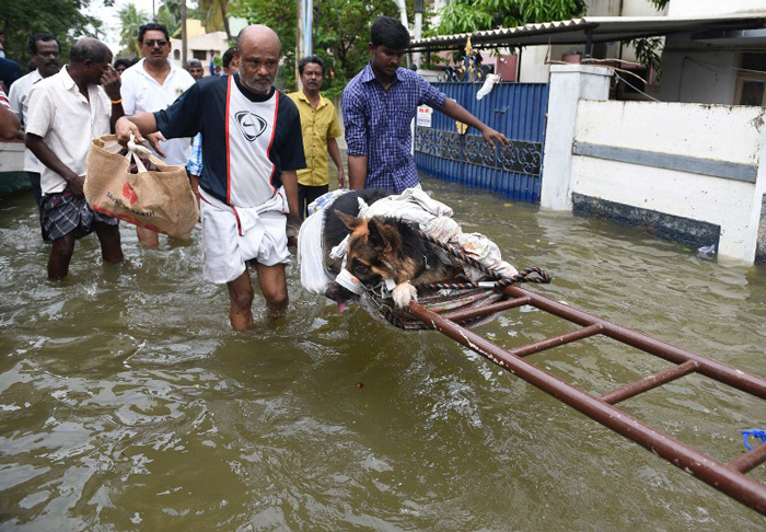 Animals in Chennai need help too. And these students are ensuring just that 