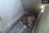 Gujarat: leopard enters school, students lock themselves inside classroom for 4 hours 