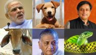 Dog or cattle class: VK Singh is not the only politician obesessed with animal analogy 