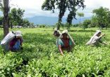 The storm in your tea cup: what's killing Bengal's tea garden workers 