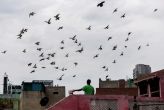 When pigeons were king: the art and sport of kabootarbaazi  