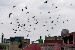 When pigeons were king: the art and sport of kabootarbaazi  