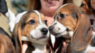 World's first test tube puppies born in the US 