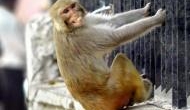 Delhi: Monkey breaks ATM machine as he fails to open gate; video goes viral