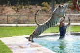 Wildlife park employees act as 'bait' to train tigers to hunt 