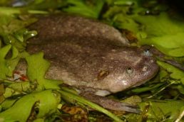 No Frog Prince here, but scientists found 6 amazing new species of frogs  