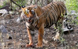 Tourism lobby and public pressure led to relocation of Ranthambore's tiger to Udaipur 