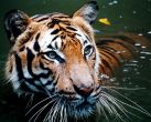 Tigers roar aloud in Karnataka.Will the govt do more for the region? 