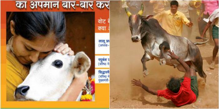 Tail of hypocrisy: why does BJP protect cows but brutalise bulls? 