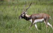 Two Ranji trophy cricketers booked for poaching black buck 