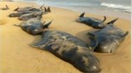 36 whales rescued out of 100 washed ashore in Tamil Nadu 