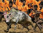 Jallikattu to make a comeback? 3 supporting petitions to be heard in SC today 