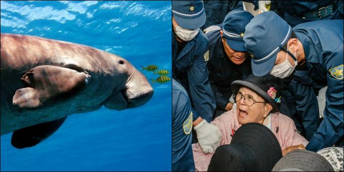 18 years of struggle: Will Japan's last 10 dugongs survive? 