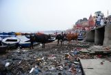 NGT slams Modi govt over Ganga pollution, says 'slogans contrary to actions' 
