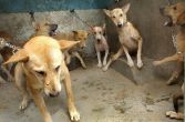 Delhi's dog menace: Blame the civic bodies, not the strays 