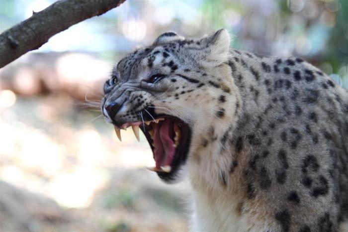 Gujarat: Forest Department tries to tranquilise leopard which allegedly killed 3 people in the area