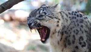 Uttarakhand to get snow leopard conservation centre 