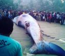 35-foot-long whale washes up dead on Mumbai's Juhu beach 