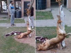 Chandigarh men torture dog and get away on bail; why are we failing strays? 