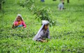 Death of workers mar the taste of Bengal tea. Is anybody listening? 