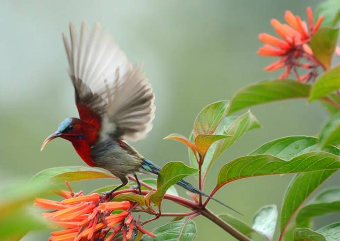 Birds may age faster due to traffic noise