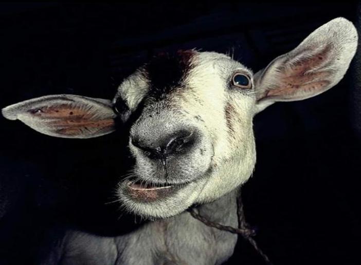 व्यंग्य: 'बबली कोई पहली बकरी नहीं है, शाकाहारी राष्ट्रवादियों ने भी हमें निराश किया है' 