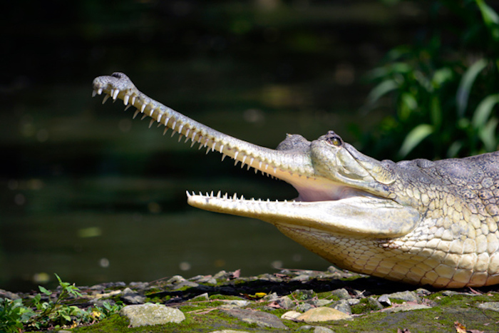 Stunning! This video of American alligators surviving under frozen water getting viral on Internet