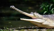 Stunning! This video of American alligators surviving under frozen water getting viral on Internet