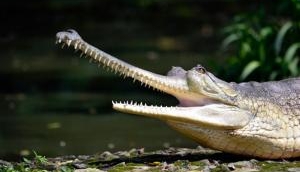 Stunning! This video of American alligators surviving under frozen water getting viral on Internet