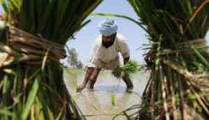 Amarinder knocks on Modi's door: will farm loan waiver end Punjab agrarian crisis?