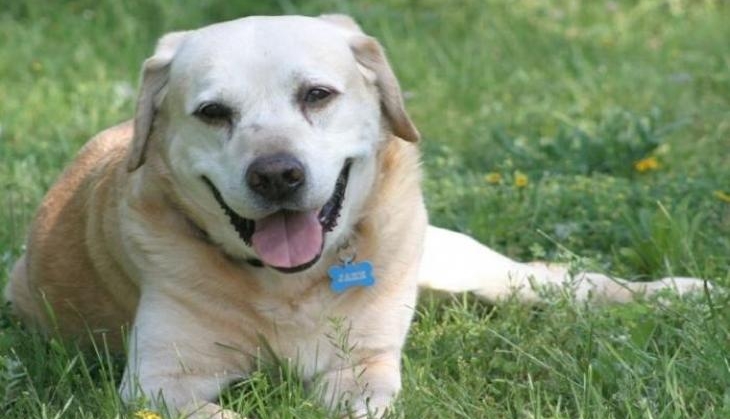 Dog