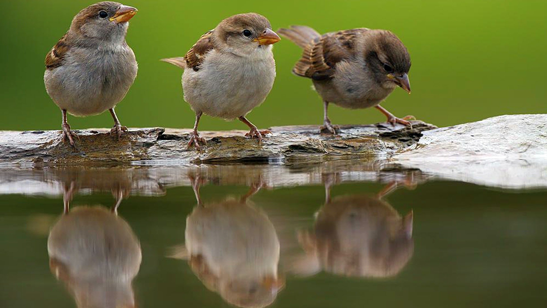 'Save Sparrow Abhiyan': An initiative to save sparrows in Gujarat
