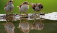 'Save Sparrow Abhiyan': An initiative to save sparrows in Gujarat