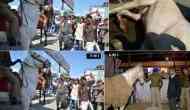 Didn't break leg of police horse, videos merged to malign me: BJP MLA Ganesh Joshi 