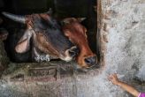 Cops probe communal angle in Jharkhand hanging of cattle traders 