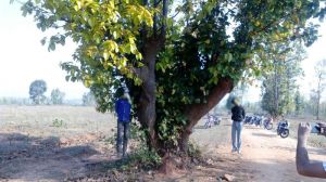 Latehar's deceased cattle trader Majloom Ansari was a cow protector of sorts 