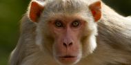 Is culling the solution to Shimla's monkey business? 