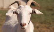 Jharkhand: Tribal woman sells baby to buy goats for sacrifice 