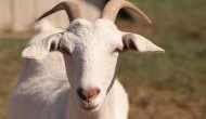 Bizarre: 'Hungry' goat chewed owner's Rs 60,000