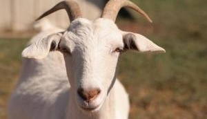 Bizarre: 'Hungry' goat chewed owner's Rs 60,000