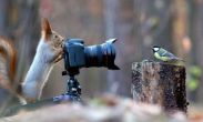 A photographer squirrel and his muse, a bird, inspire Photoshop battle of the century 