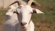 Goat dares to graze in magistrate's lawn, gets arrested 