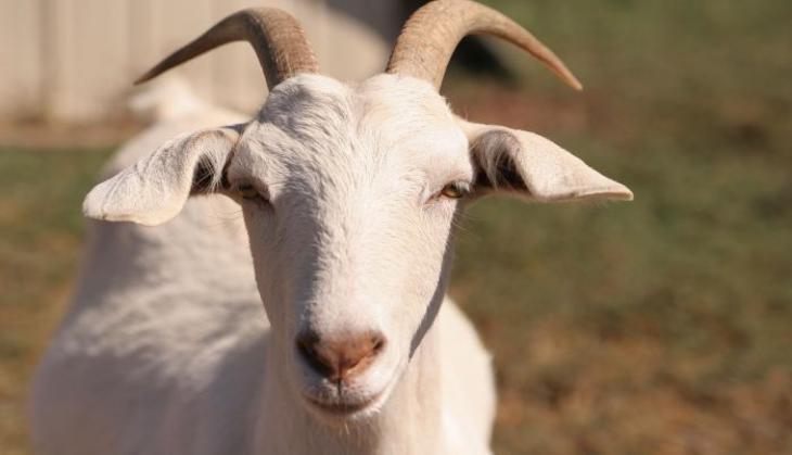 goat