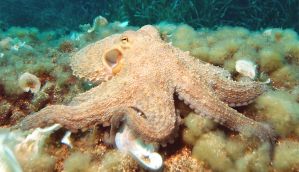 Octopuses are super-smart ... but are they conscious? 
