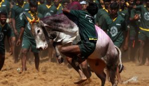 Jallikattu row: Students stage protest, seeked permission for the bull sport 